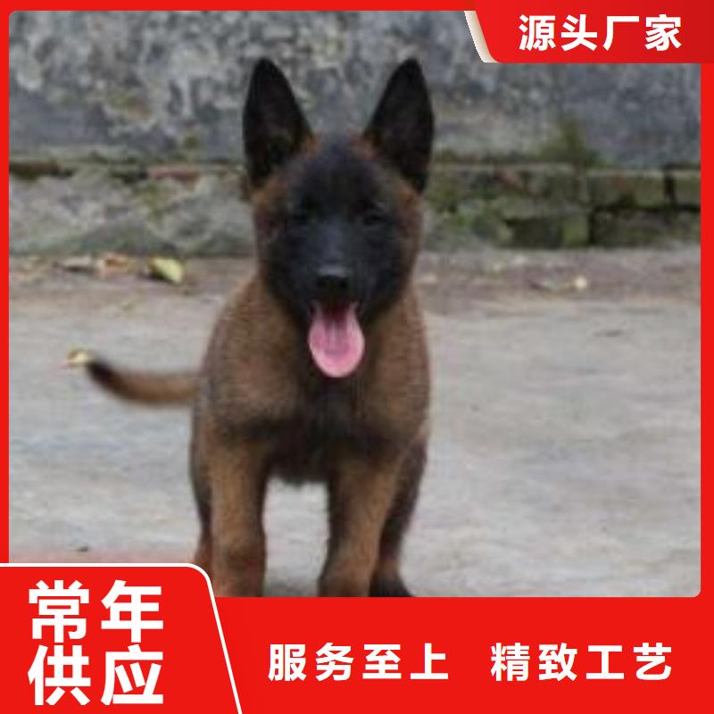 【 马犬欢迎来厂考察】-一品犬舍(佳木斯市分公司)