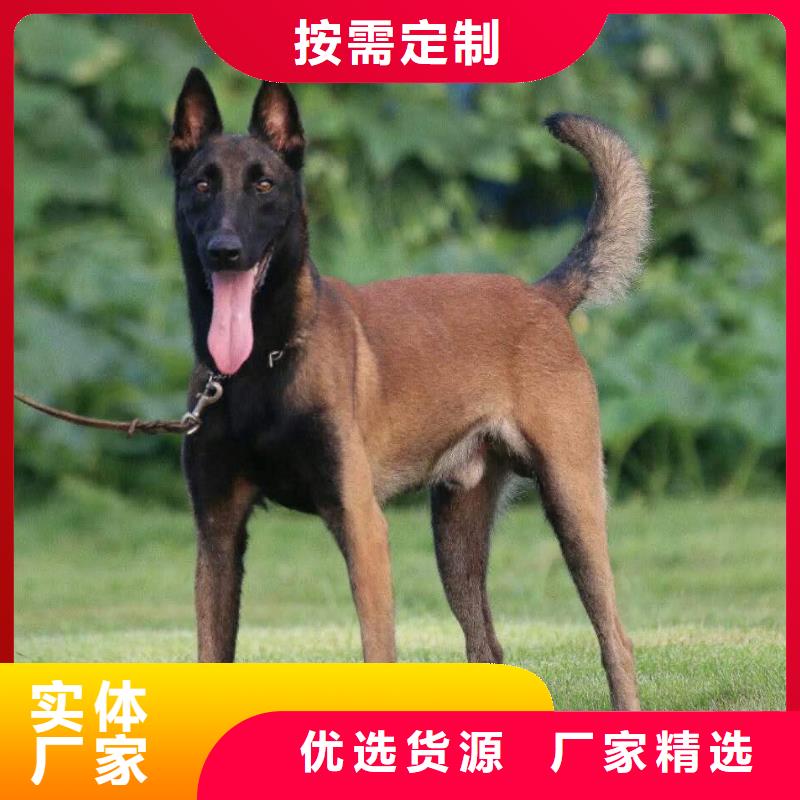 (一品)【马犬】-杜高犬拥有核心技术优势-阿奇乐乐