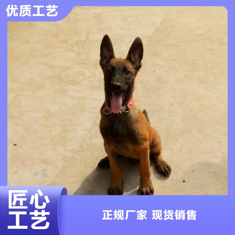 【 马犬欢迎来厂考察】-一品犬舍(佳木斯市分公司)