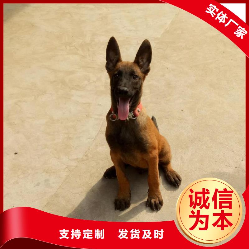 【马犬】_杜高犬生产安装