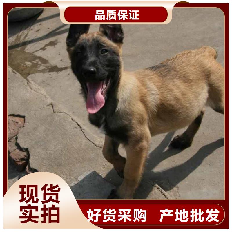 从厂家买售后有保障 【马犬】-杜高犬拥有核心技术优势