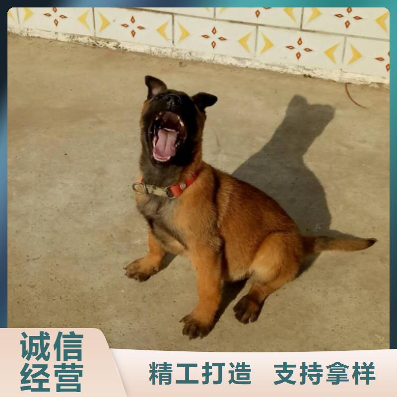 从厂家买售后有保障 【马犬】-杜高犬拥有核心技术优势