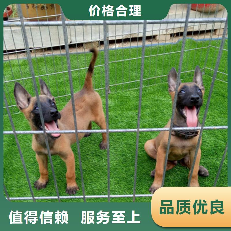 【马犬】_杜高犬生产安装