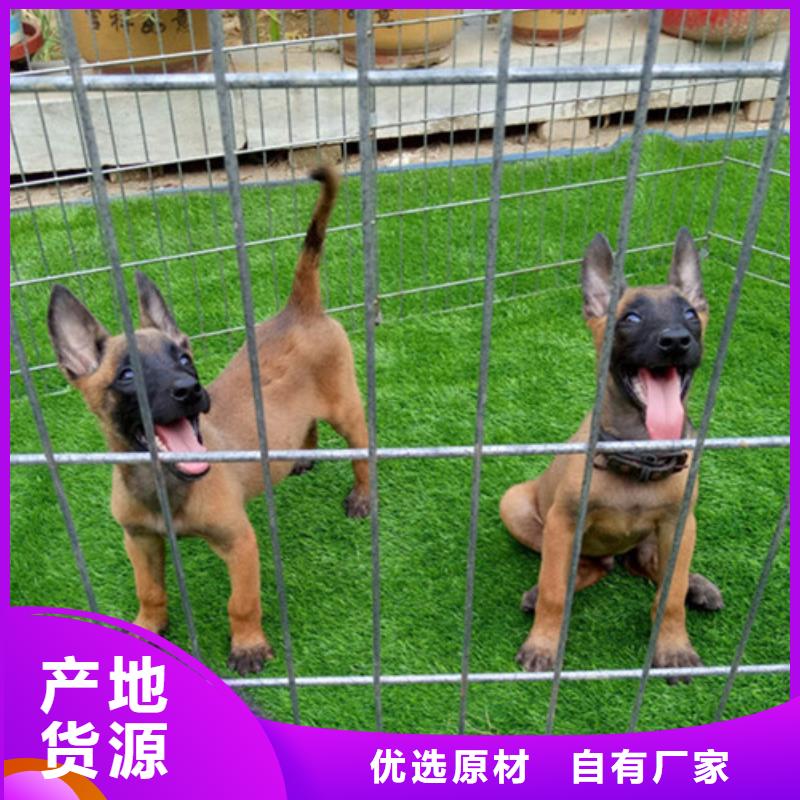 从厂家买售后有保障 【马犬】-杜高犬拥有核心技术优势
