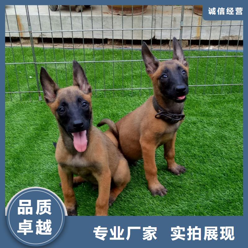 【马犬】_杜高犬生产安装