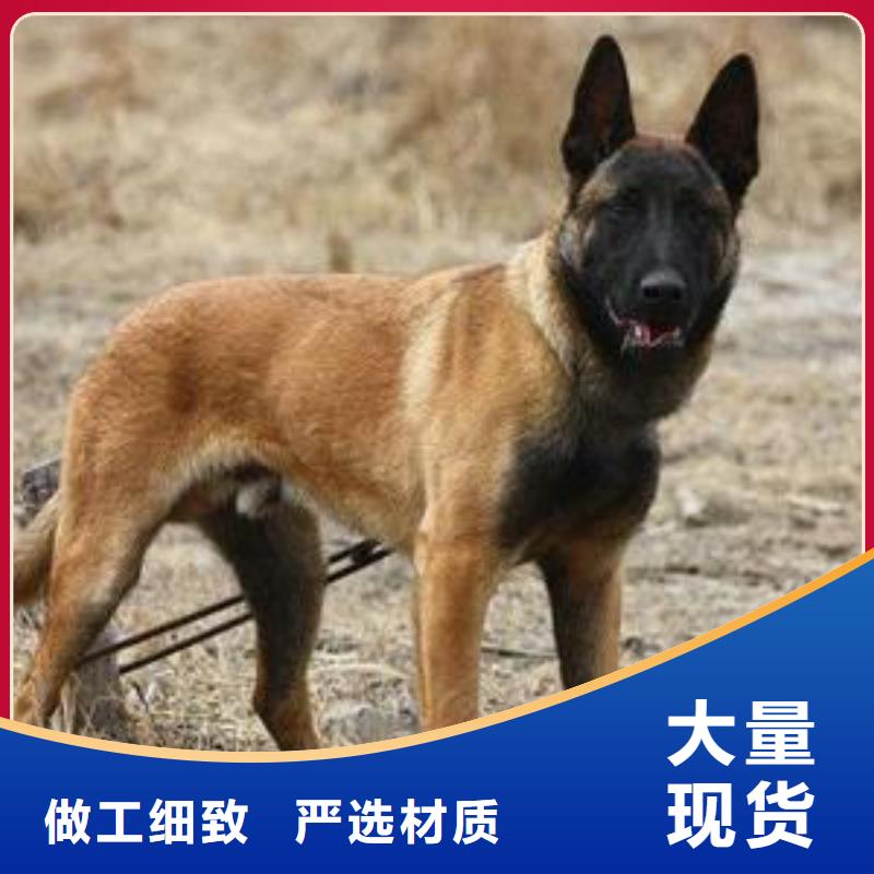 从厂家买售后有保障 【马犬】-杜高犬拥有核心技术优势