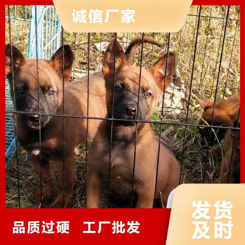 【马犬】_杜高犬生产安装
