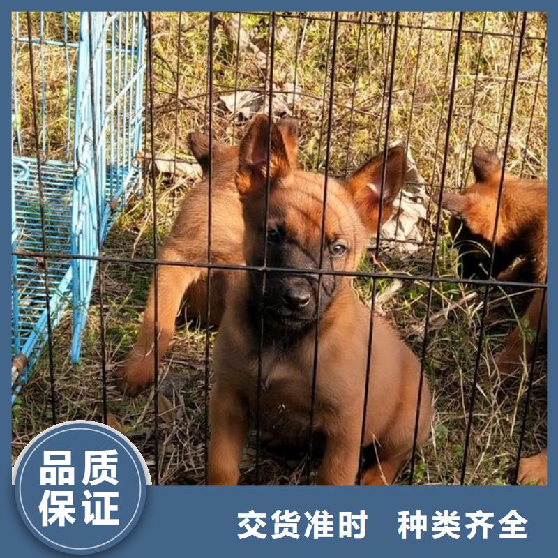 【马犬】_杜高犬生产安装同城货源