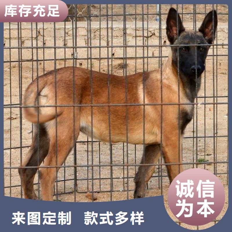 (一品)【马犬】-杜高犬拥有核心技术优势-阿奇乐乐