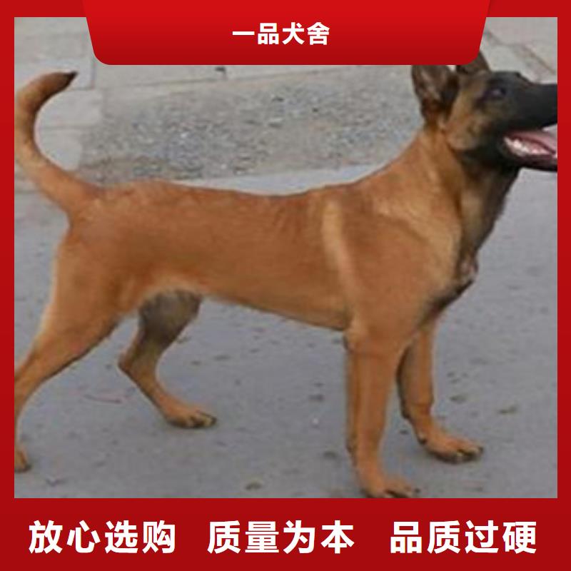 从厂家买售后有保障 【马犬】-杜高犬拥有核心技术优势