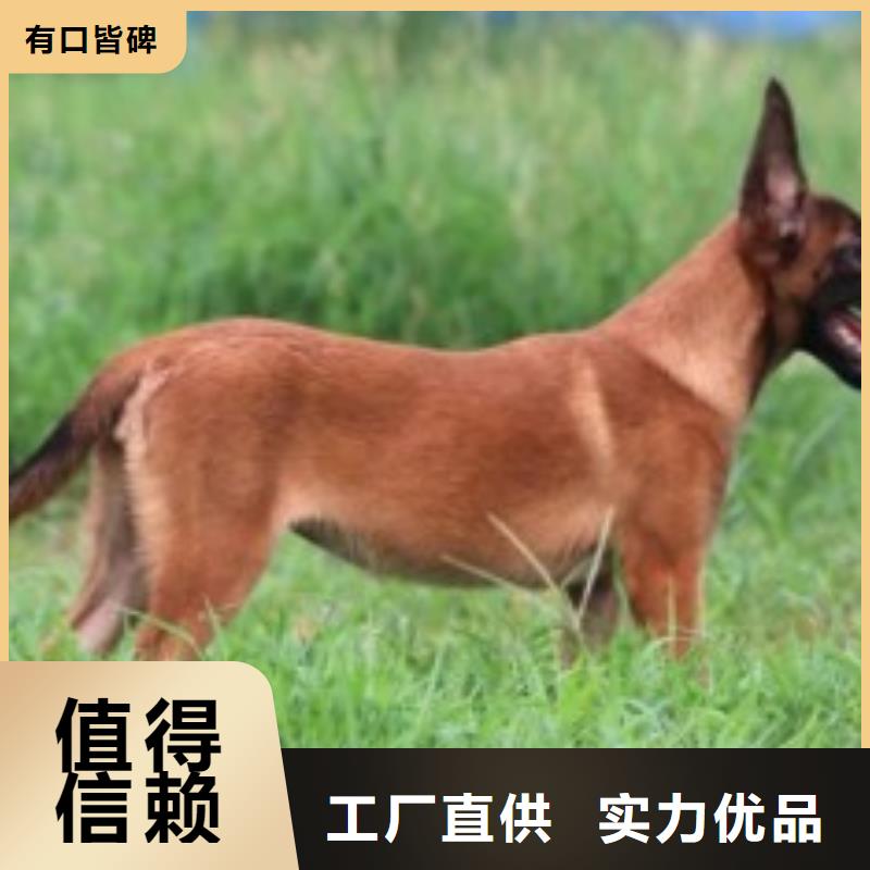 从厂家买售后有保障 【马犬】-杜高犬拥有核心技术优势