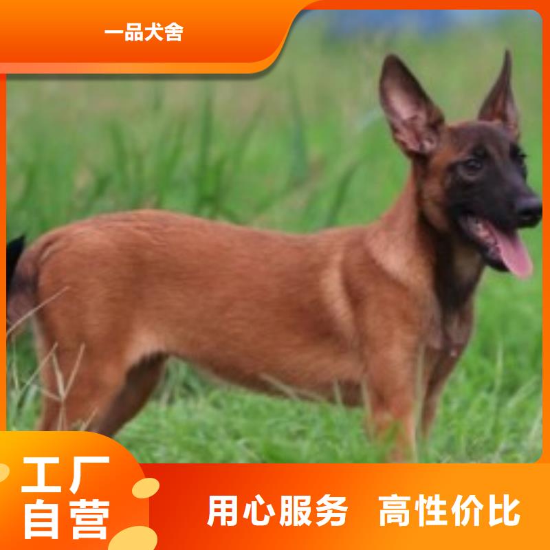(一品)【马犬】-杜高犬拥有核心技术优势-阿奇乐乐