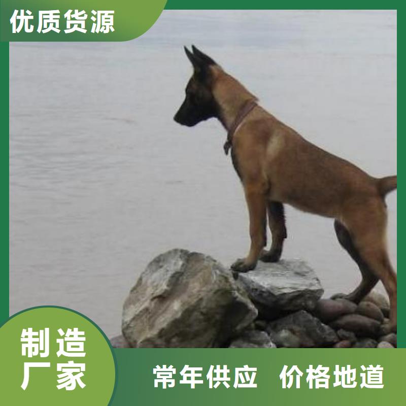 一品【马犬】-杜高犬拥有核心技术优势