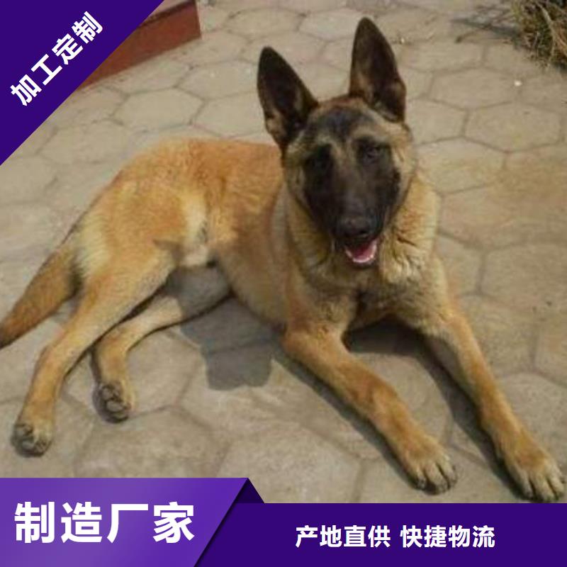 【马犬】_杜高犬生产安装