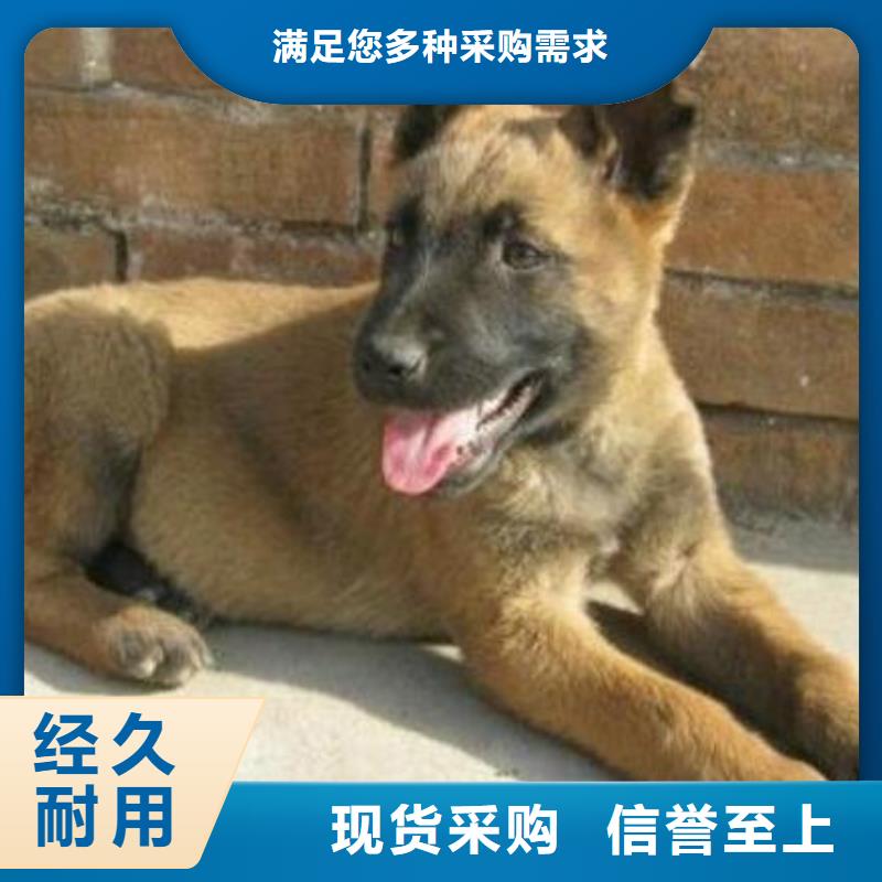 从厂家买售后有保障 【马犬】-杜高犬拥有核心技术优势
