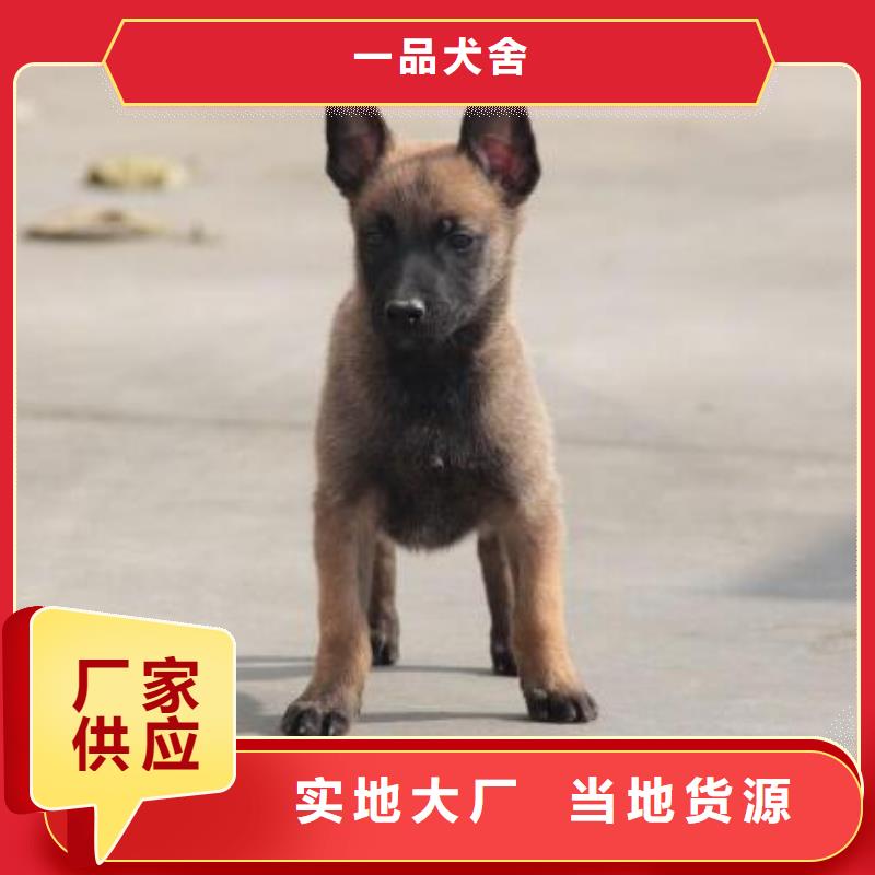 【 马犬欢迎来厂考察】-一品犬舍(佳木斯市分公司)