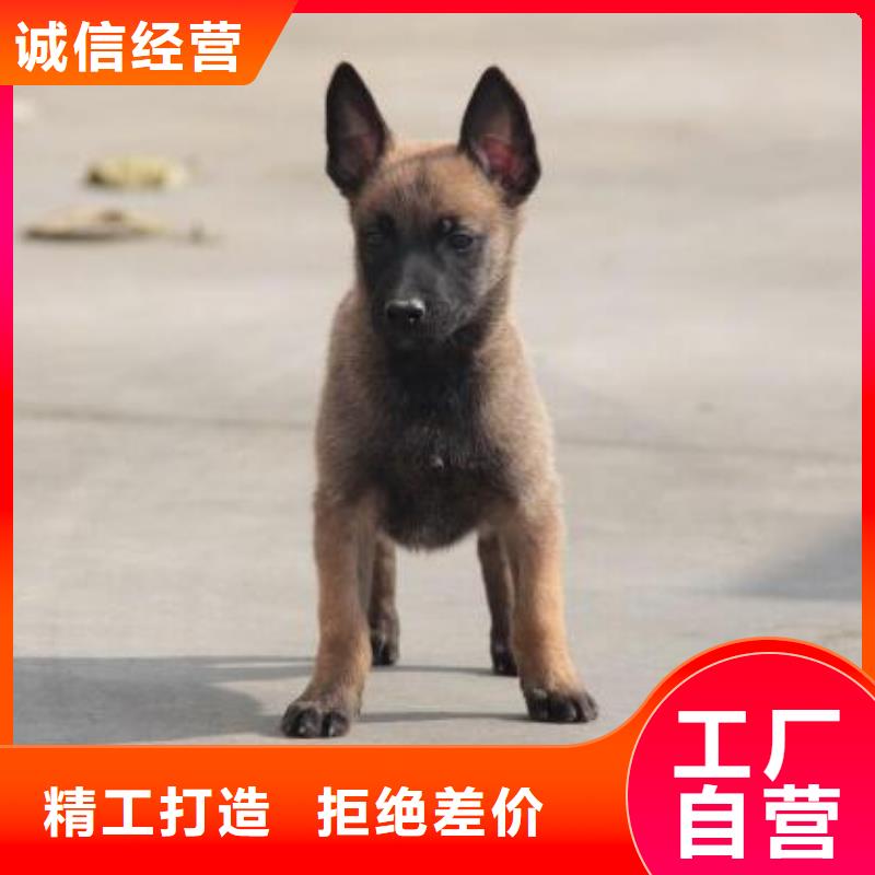 【马犬】_杜高犬生产安装
