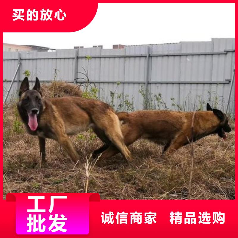 【马犬】_杜高犬生产安装