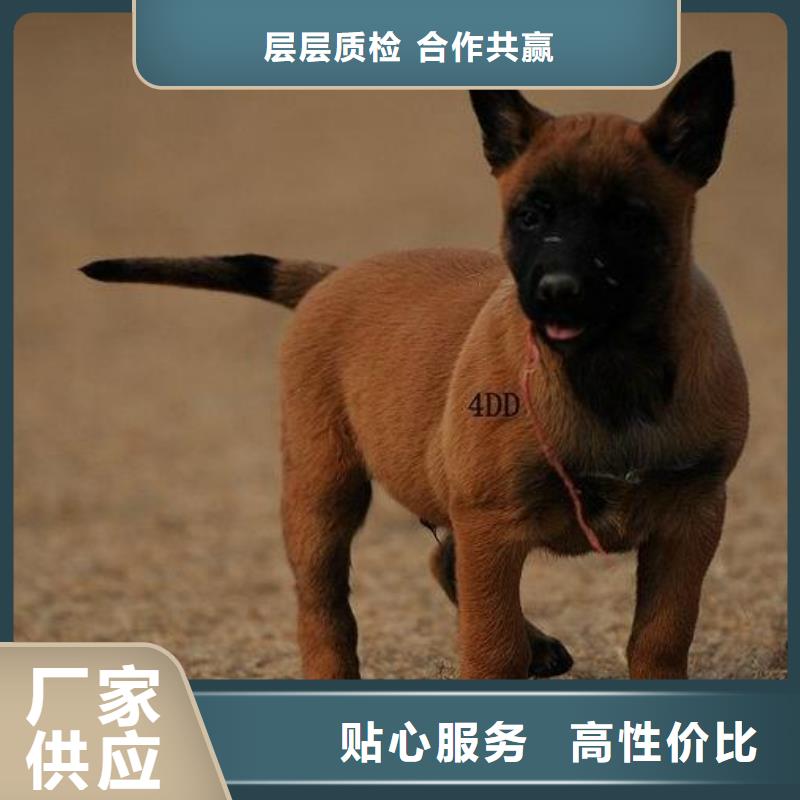 【马犬】_杜高犬生产安装