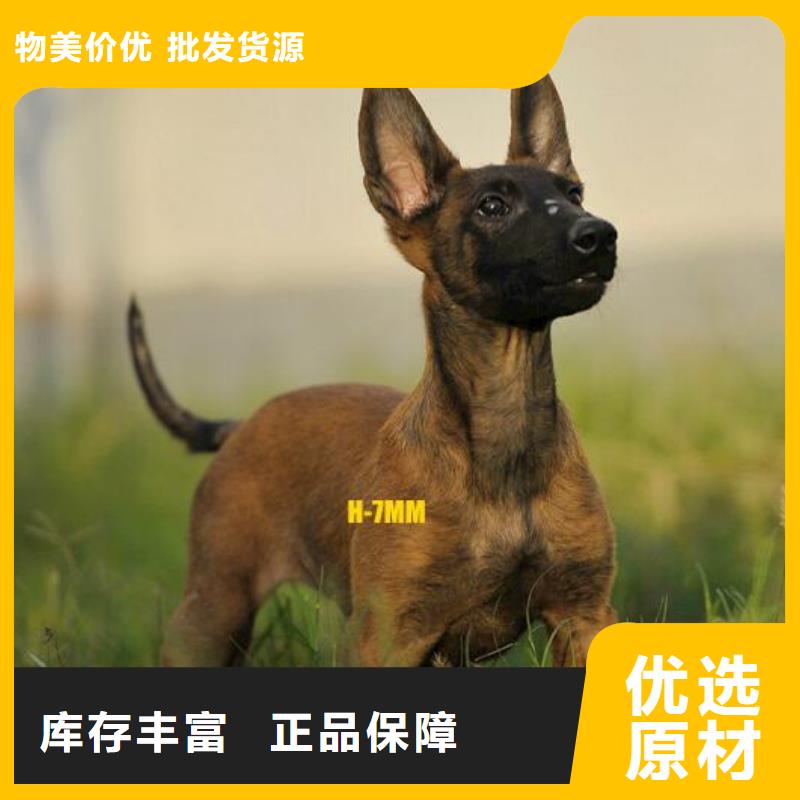 (一品)【马犬】-杜高犬拥有核心技术优势-阿奇乐乐