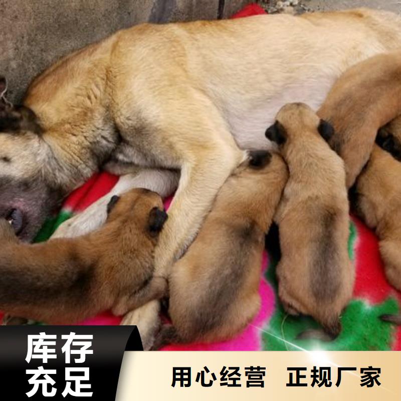 从厂家买售后有保障 【马犬】-杜高犬拥有核心技术优势