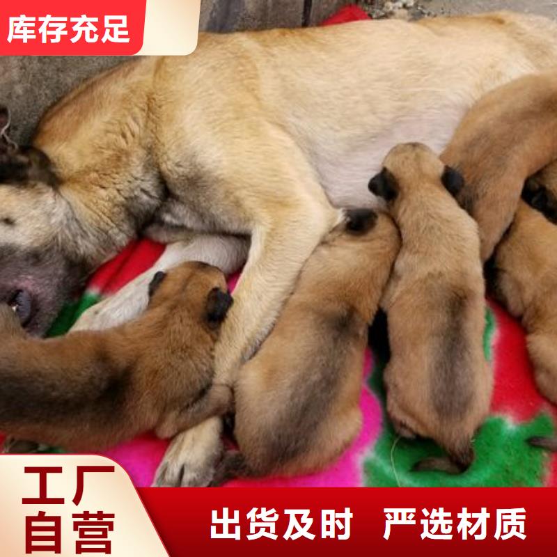 【马犬】_杜高犬生产安装同城货源