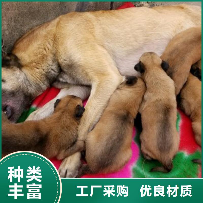 一品【马犬】-杜高犬拥有核心技术优势