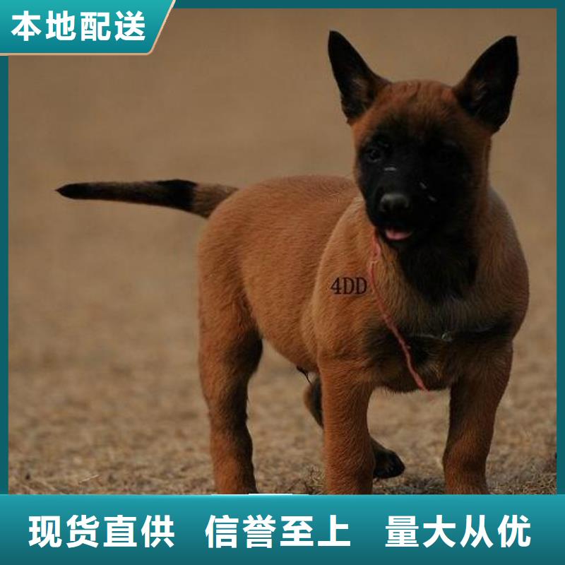 从厂家买售后有保障 【马犬】-杜高犬拥有核心技术优势