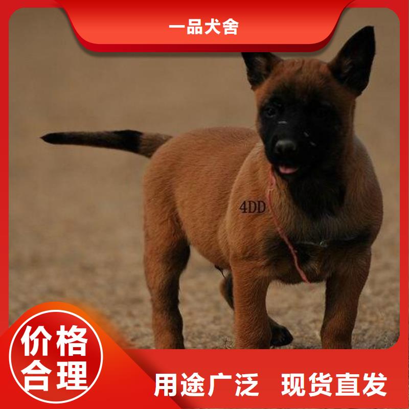 【马犬】_杜高犬生产安装同城货源