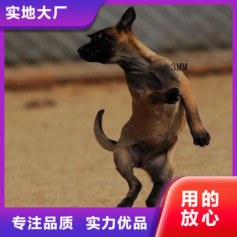 【 马犬欢迎来厂考察】-一品犬舍(佳木斯市分公司)