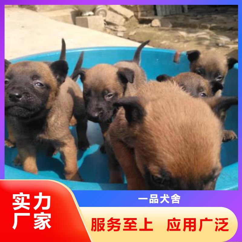 (一品)【马犬】-杜高犬拥有核心技术优势-阿奇乐乐
