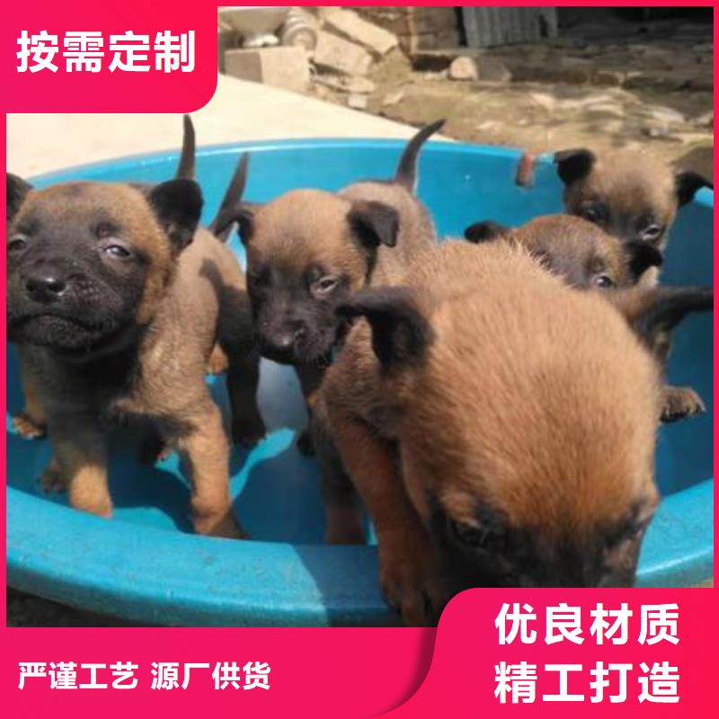 一品【马犬】-杜高犬拥有核心技术优势