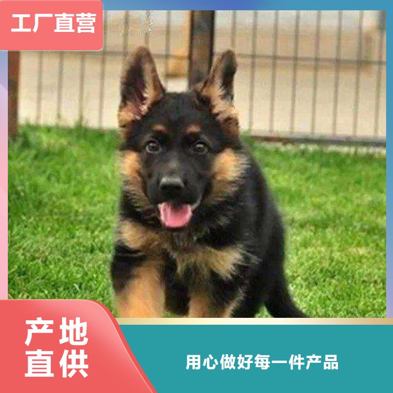 德国牧羊犬卡斯罗犬好货有保障
