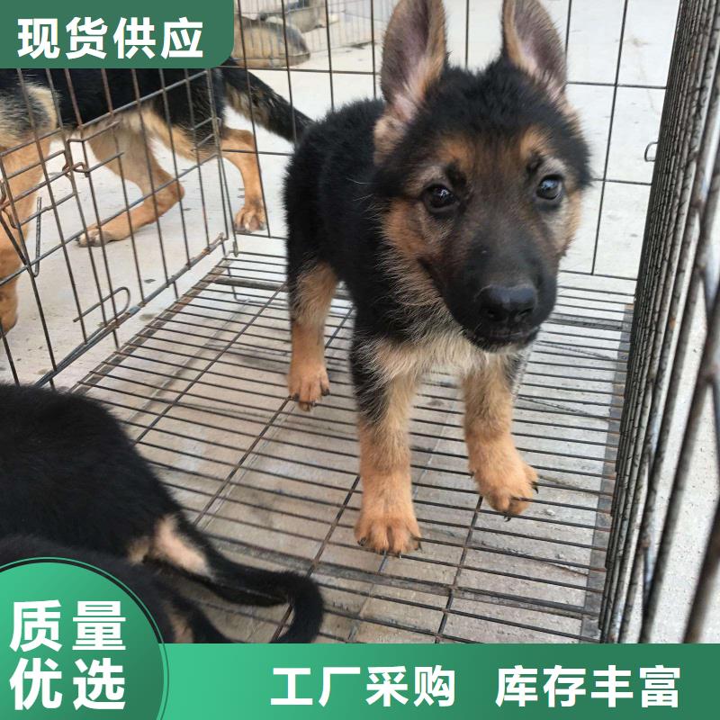 德国牧羊犬杜高犬实体厂家大量现货