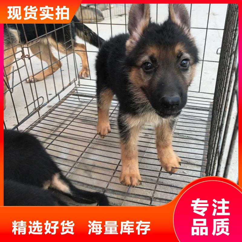 【德国牧羊犬】罗威纳犬真材实料诚信经营