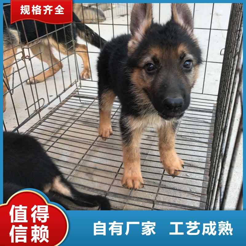 德国牧羊犬 【杜宾犬】用心服务