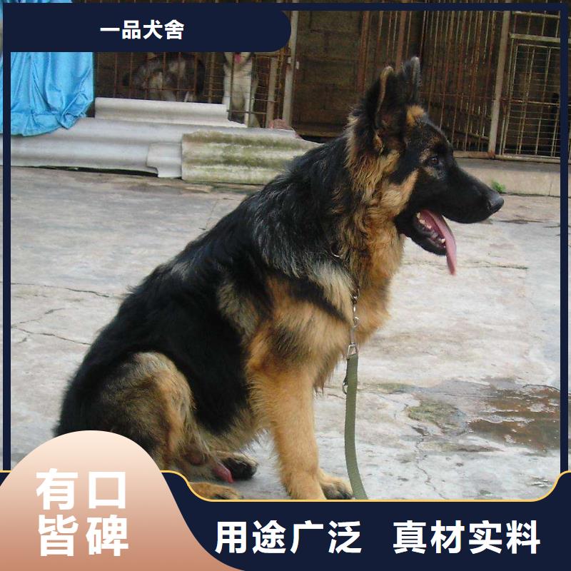 德国牧羊犬,德牧犬为您精心挑选
