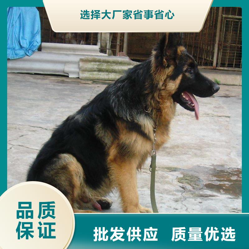 德国牧羊犬卡斯罗犬好货有保障