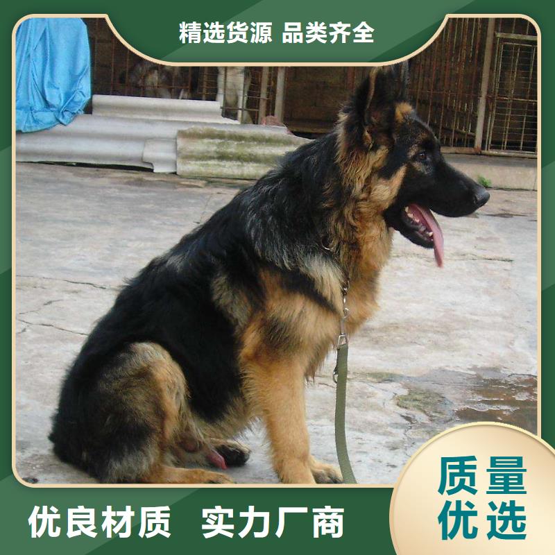德国牧羊犬德牧犬品类齐全