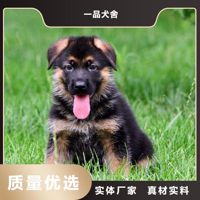 德国牧羊犬【黑狼】优质工艺