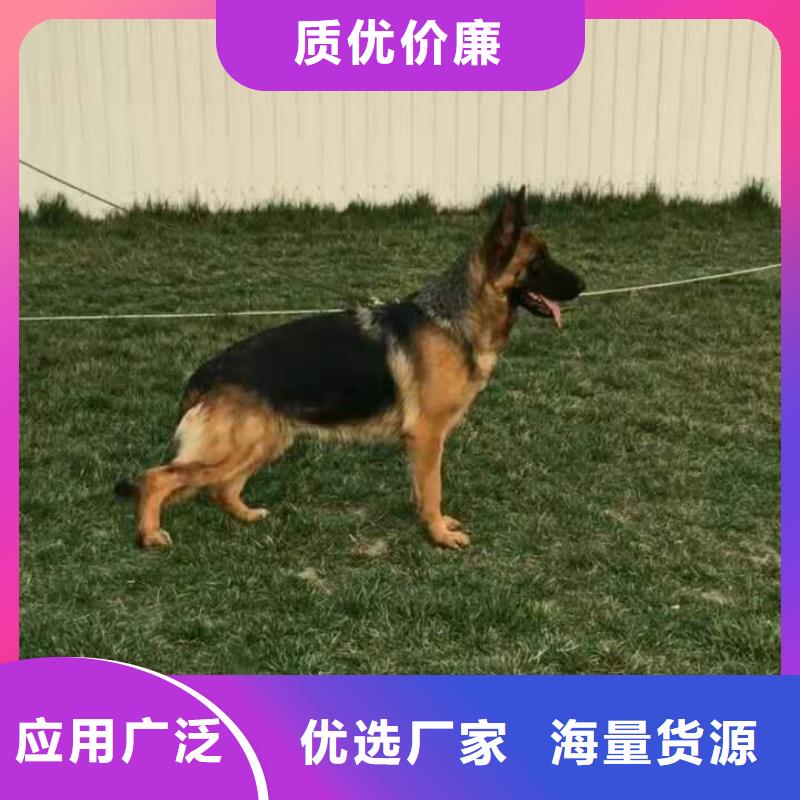 德国牧羊犬 【杜宾犬】用心服务