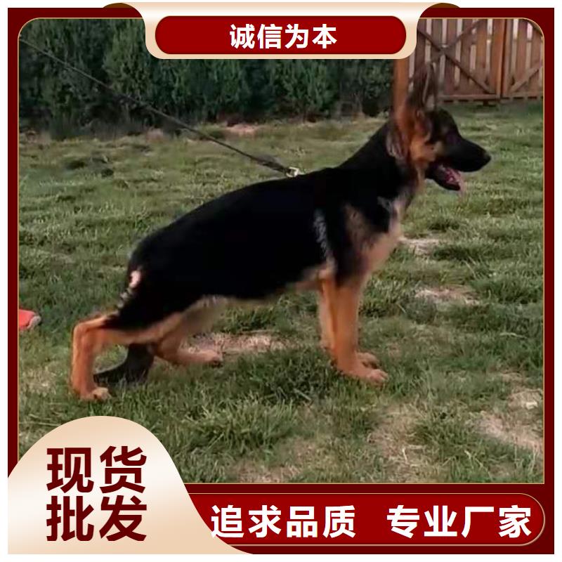 德国牧羊犬_罗威纳犬价格合理