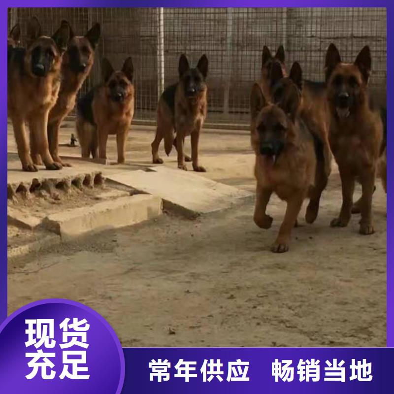德国牧羊犬【马犬】精工细作品质优良