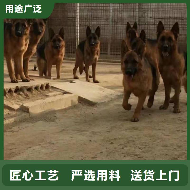 【德国牧羊犬】-德牧犬多年行业经验