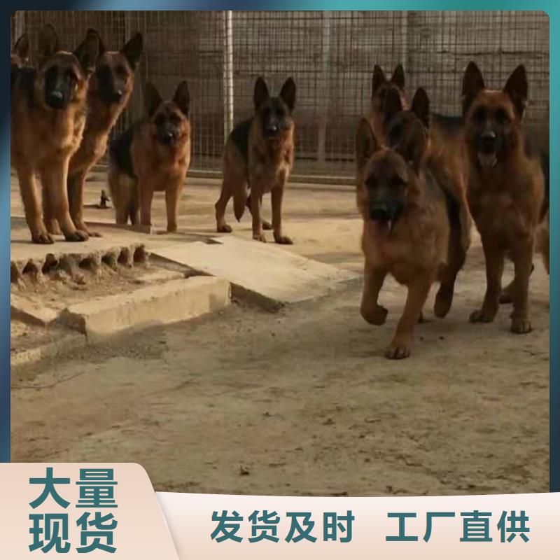 【德国牧羊犬】杜宾犬供应商