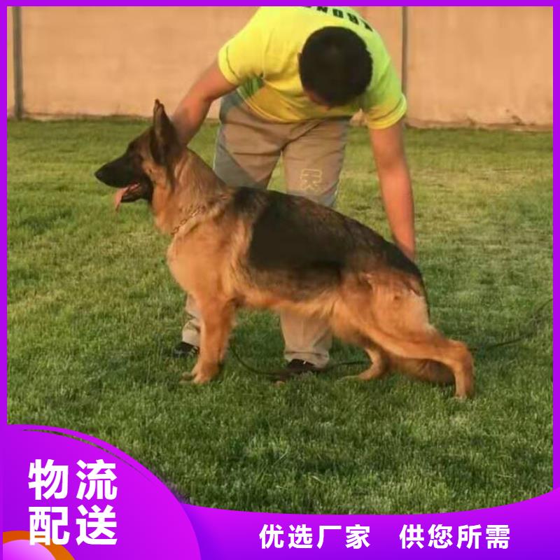 德国牧羊犬德牧犬拥有核心技术优势