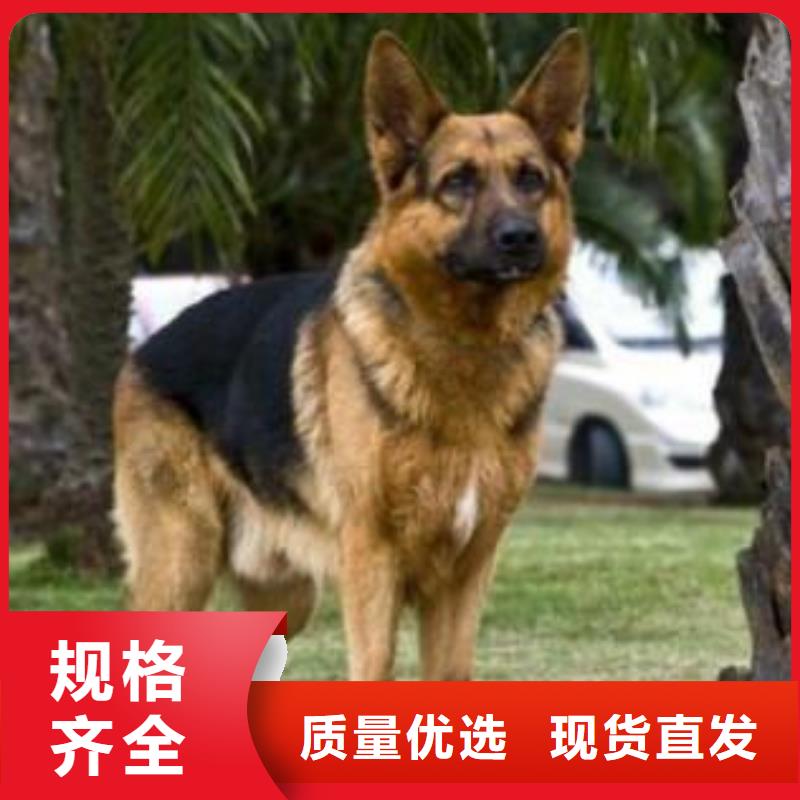 德国牧羊犬【德牧犬】联系厂家