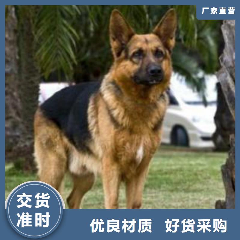德国牧羊犬杜宾犬品质过硬
