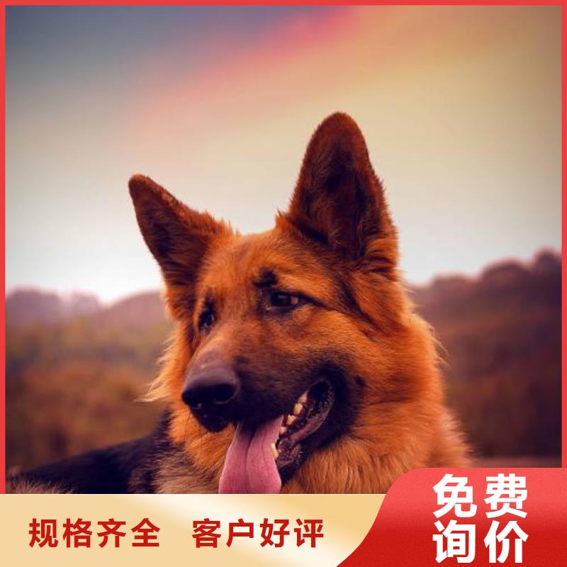 【德国牧羊犬】杜宾犬供应商