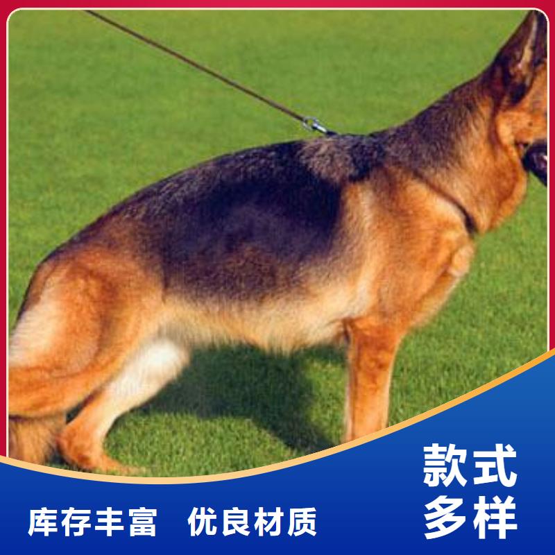 甄选好物【德国牧羊犬】_卡斯罗犬实力工厂